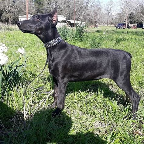 lilac doberman|melanistic blue doberman.